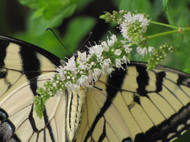 Underside of Yellow Tiger Swallowtail Butterfly