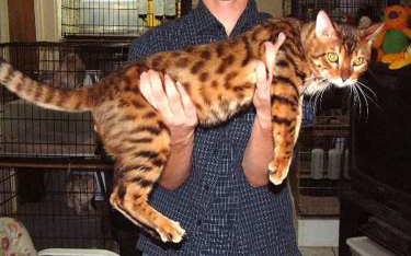 Le Wolfe Magique: Domestic Leopard - The Bengal Cat