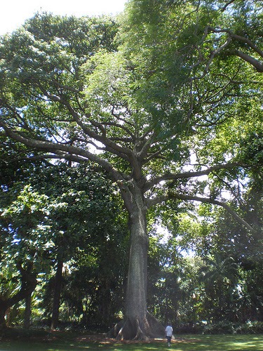 Kapok tree Foster Botanical Garden