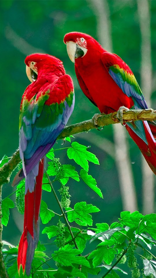   Parrots Paradise   Android Best Wallpaper