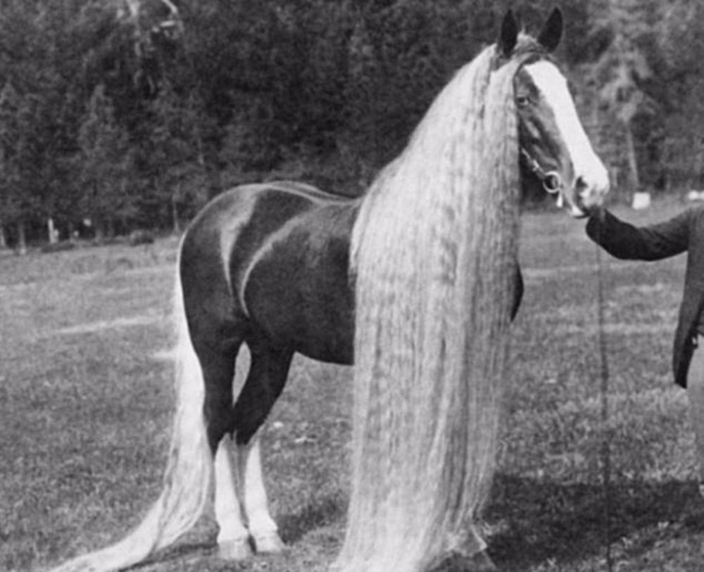 1 мужчина 1 конь. Линус длинногривая лошадь. Лошадь породы Линус. Орегонские Длинноволосые Дикие лошади. Длинногривое чудо Линус.
