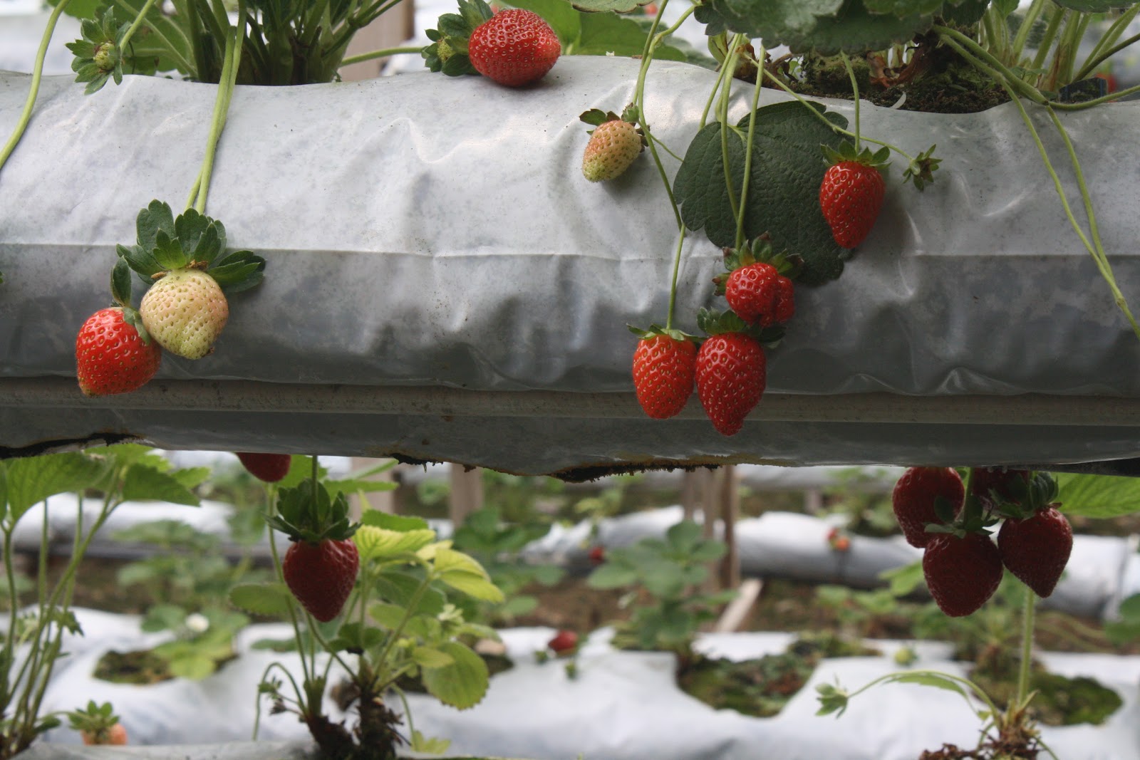 jalanjalan Genting Strawberry Farm, Pahang