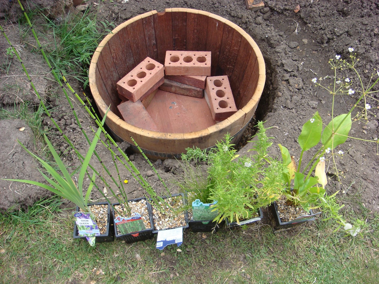 Veg patch from scratch How to make a wildlife barrel pond