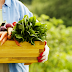 Dieta sólo con productos orgánicos