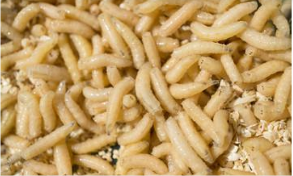 Científico: La crisis alimentaria hará que los humanos coman gusanos por proteína