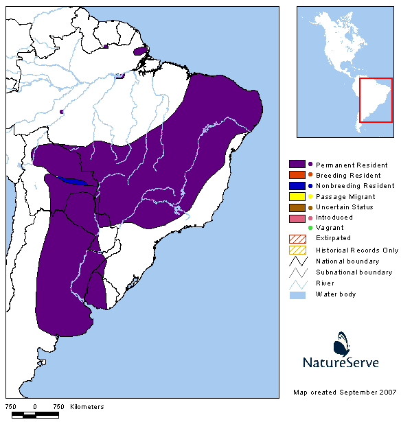 Suiriri común (Suiriri suiriri)