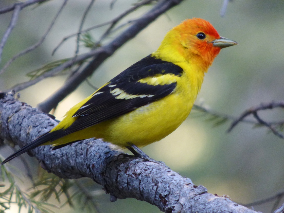 Geotripper's California Birds Seasonal Explosion of Orange and Yellow