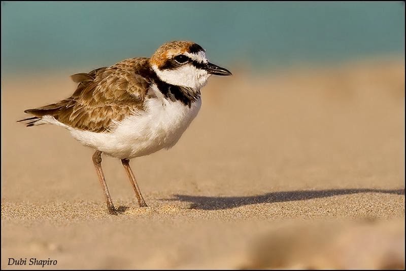 Malay plover