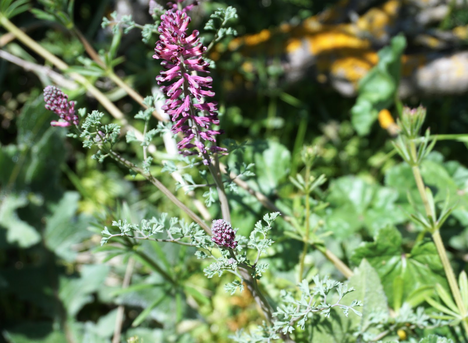 Plantas de Huerta Otea, Salamanca Fumaria,