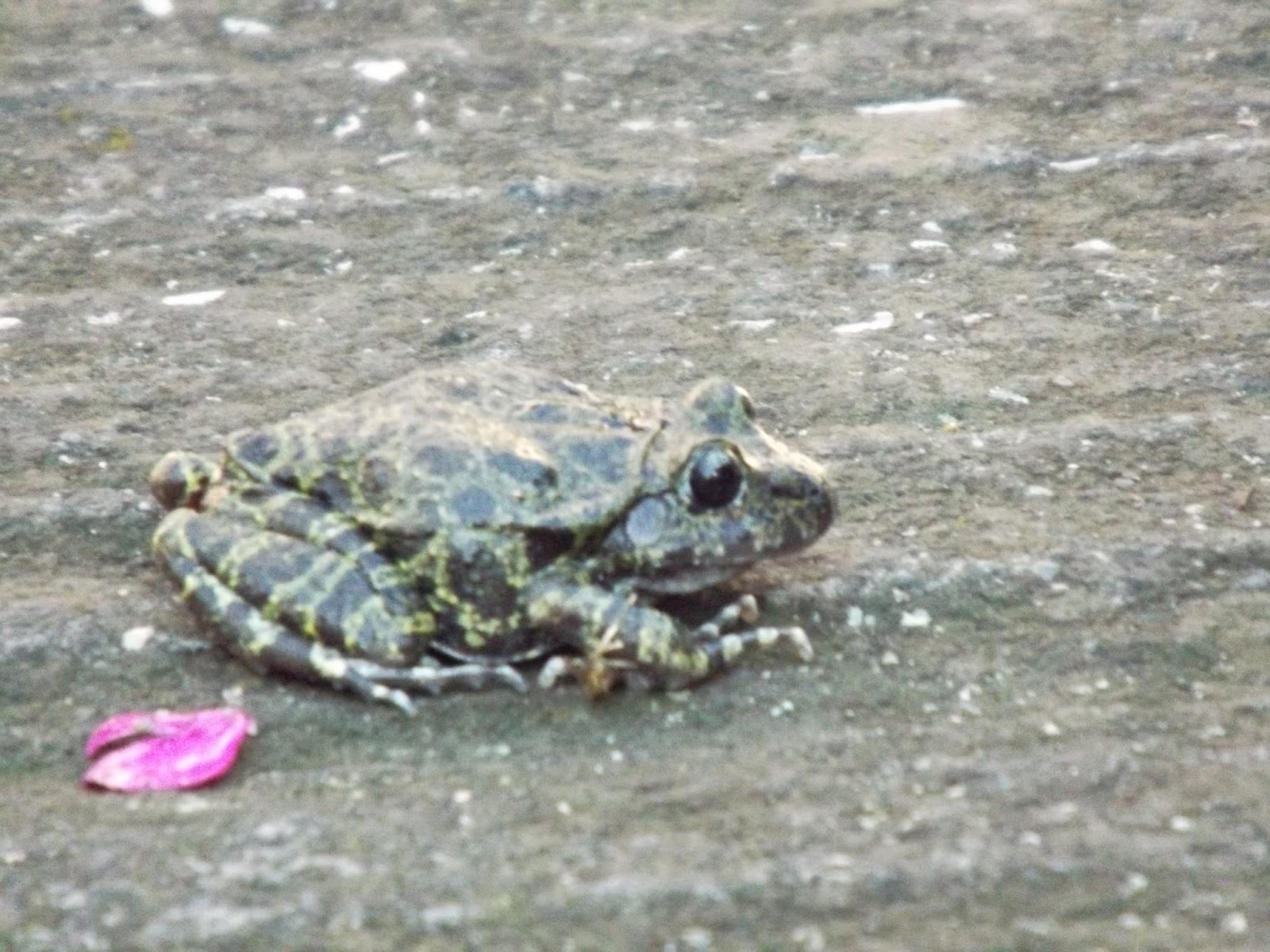 San Juan Tlacotenco: Sapo excavador