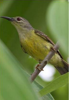 Tips Perawatan Kolibri Ninja Agar Siap Tempur Burung Mania