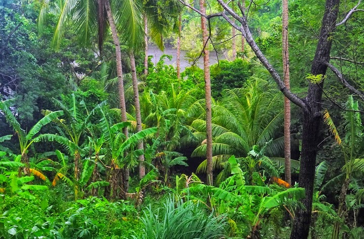 Tropical Rainforest in the Philippines: Tropical ...
