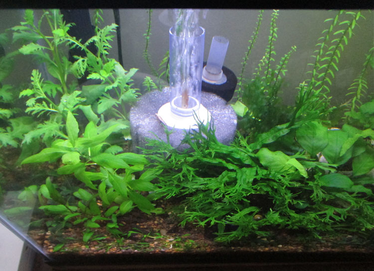 planted tenner betta tank