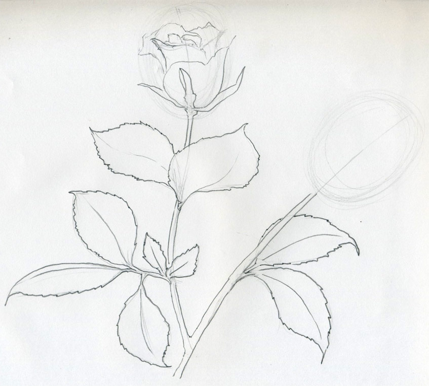 New Draw Rose Valenyines Day Sketch Charcoal with simple drawing