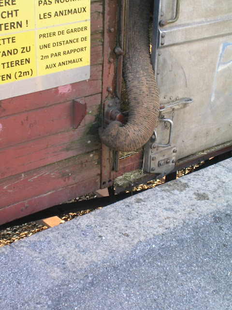 un éléphant impatient de sortir du train