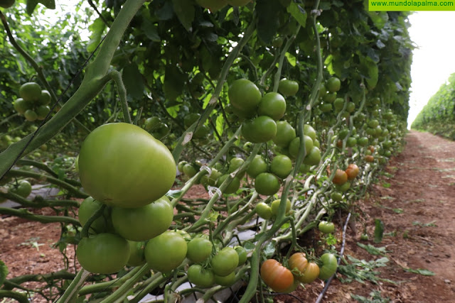 El Gobierno canario abona 5,8 millones de euros del POSEI a productores de tomate de exportación y forraje por hectárea