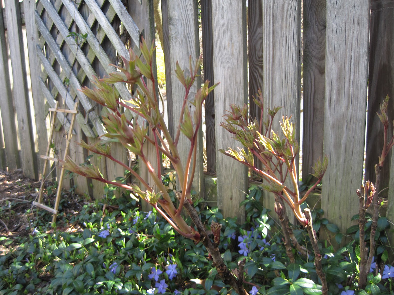 In and Out of My Garden My Tree Peony
