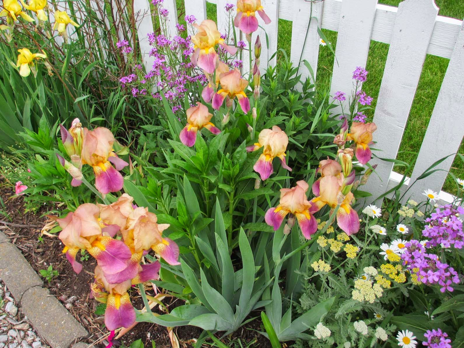 Garden Fancy The Iris Moment