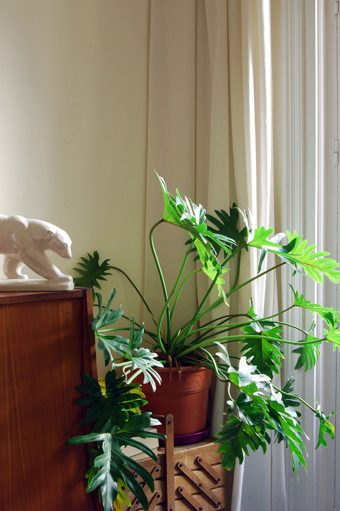 beautiful plant and natural light