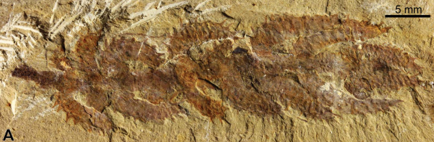 PaleoStories Diania cactiformis, l'evoluzione degli artropodi e la