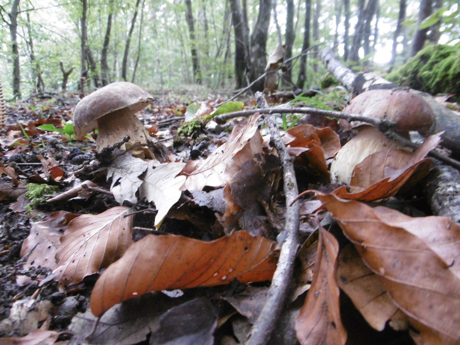 Prevedere l'uscita dei porcini
