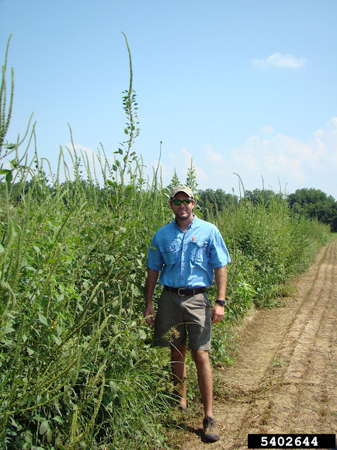 altura de Amaranthus retroflexus