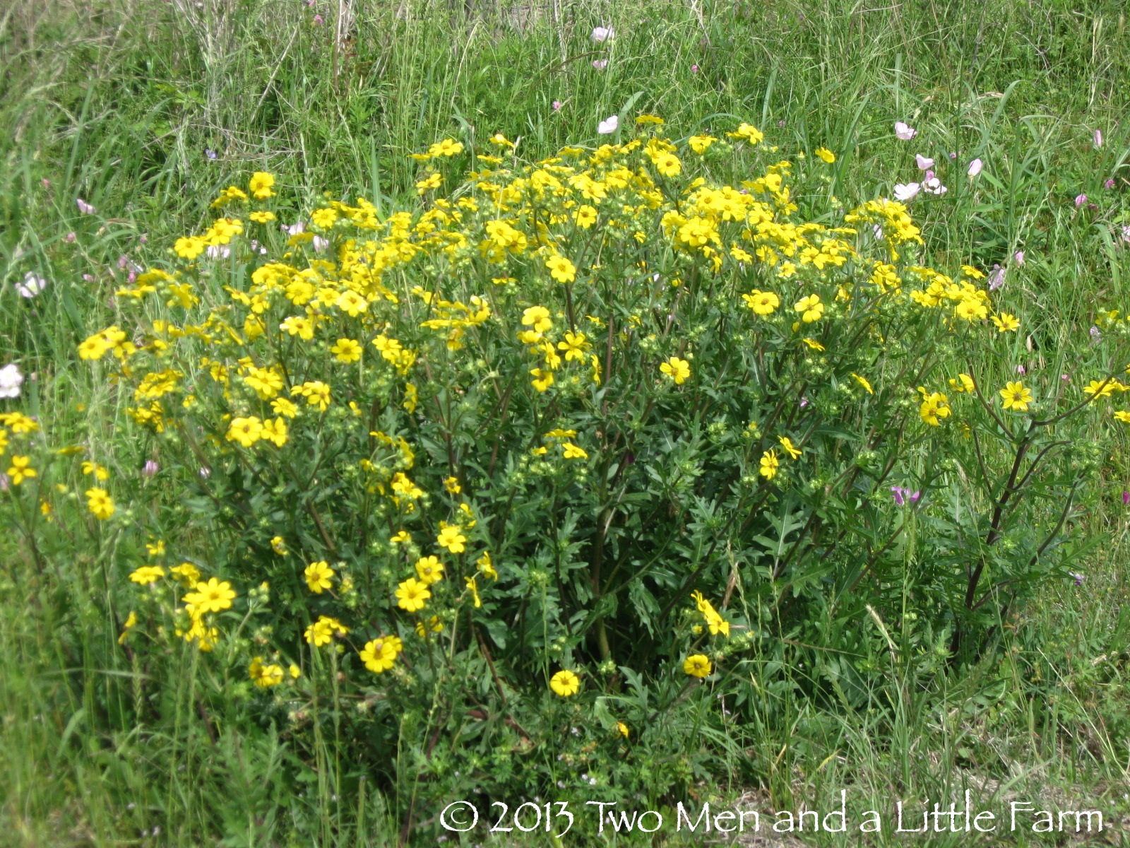 Two Men and a Little Farm FINAL TEXAS WILDFLOWERS OF THE SEASON