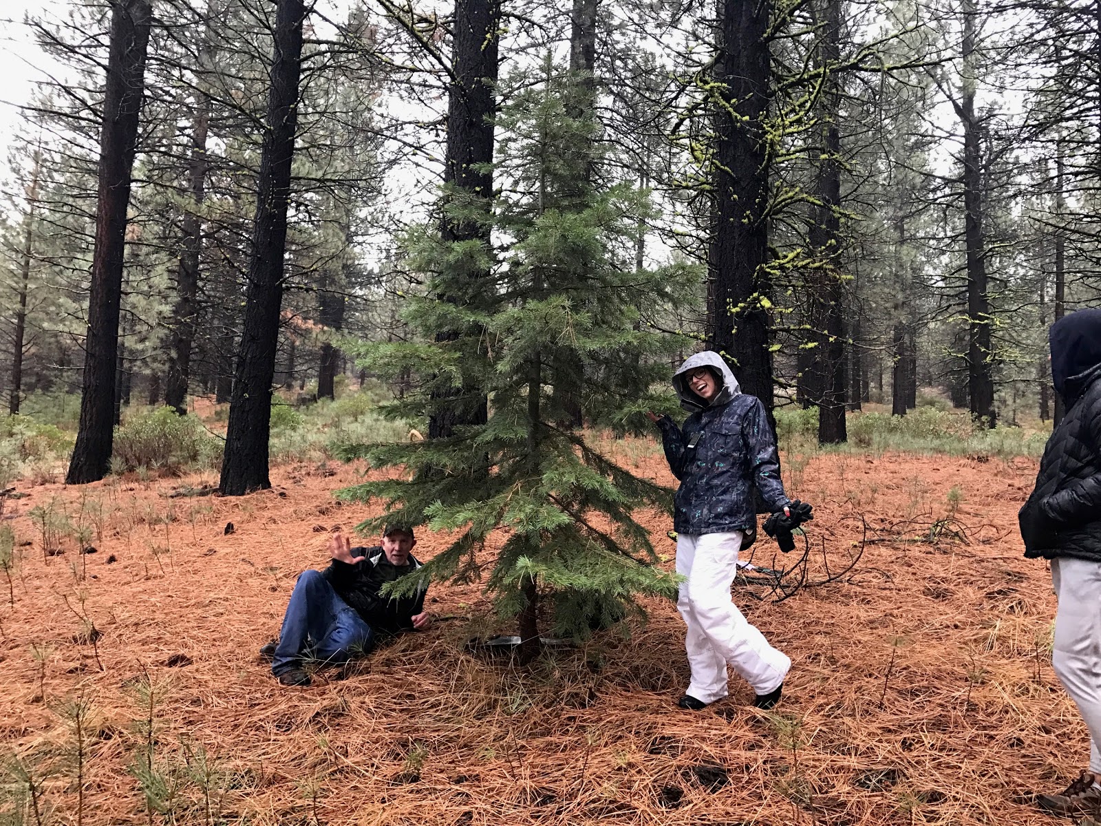 Les Taylor's sometimesdaily thoughts Christmas tree chopping 2016