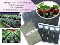 Pemilihan Wadah Penanaman yang Tepat Pakai Polybag/Koker!!