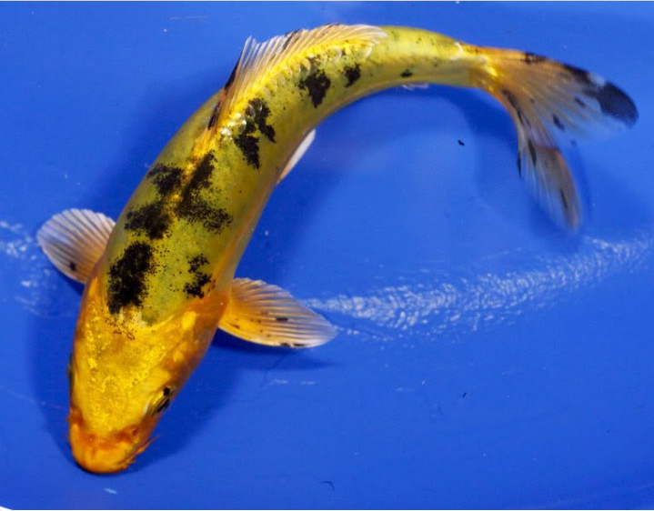 Inilah JenisJenis Ikan Koi Terbaik Serta Harganya