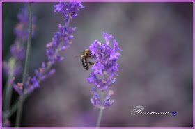 lavender, lavender and bee, lavender and butterfly, lavender candles, lawenda, owady na lawendzie, lawendowe świeczki, decoupage na słoikach