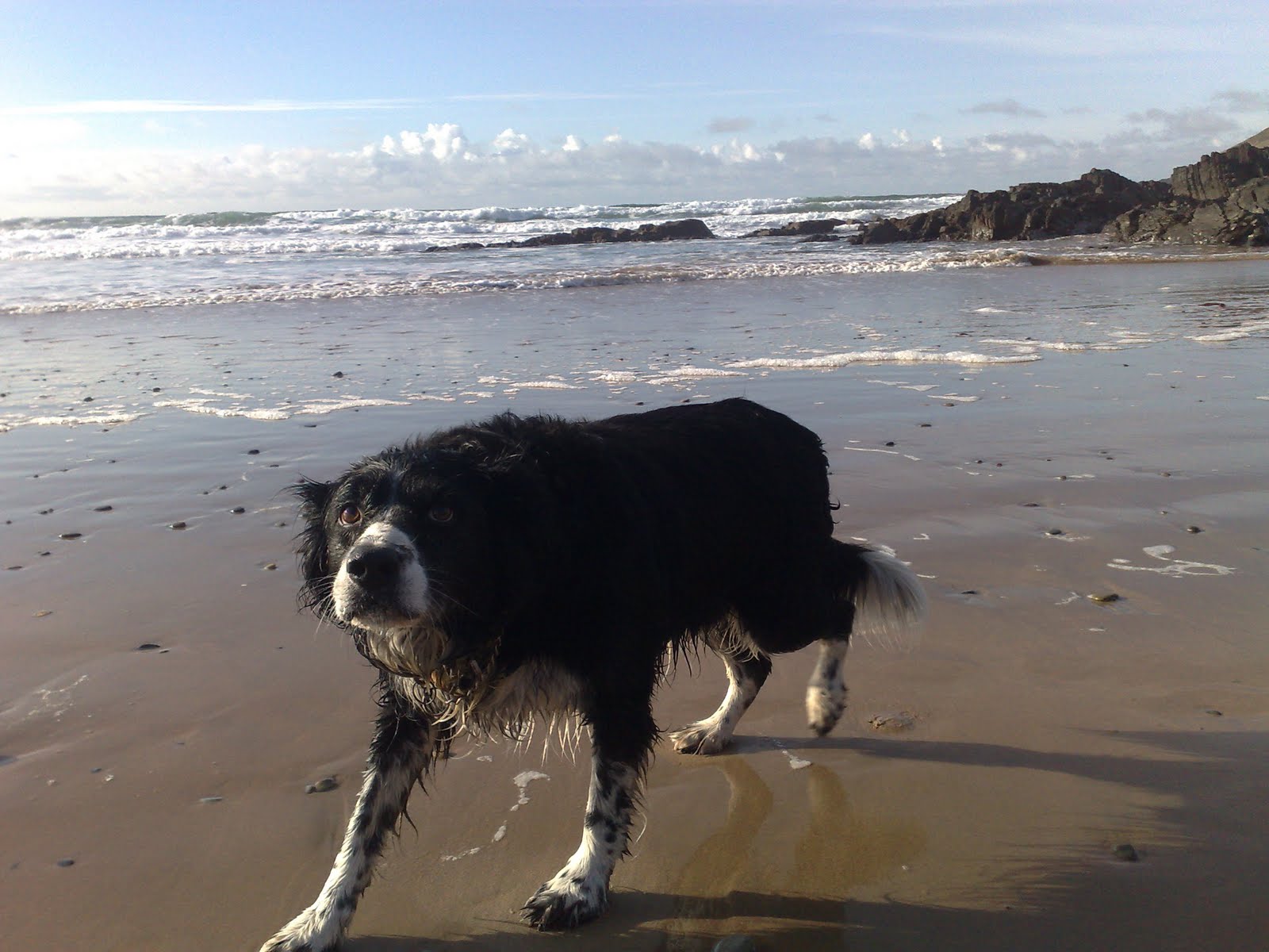 Late Holiday Deals Uk Dog Friendly Printable 40 Percent Off