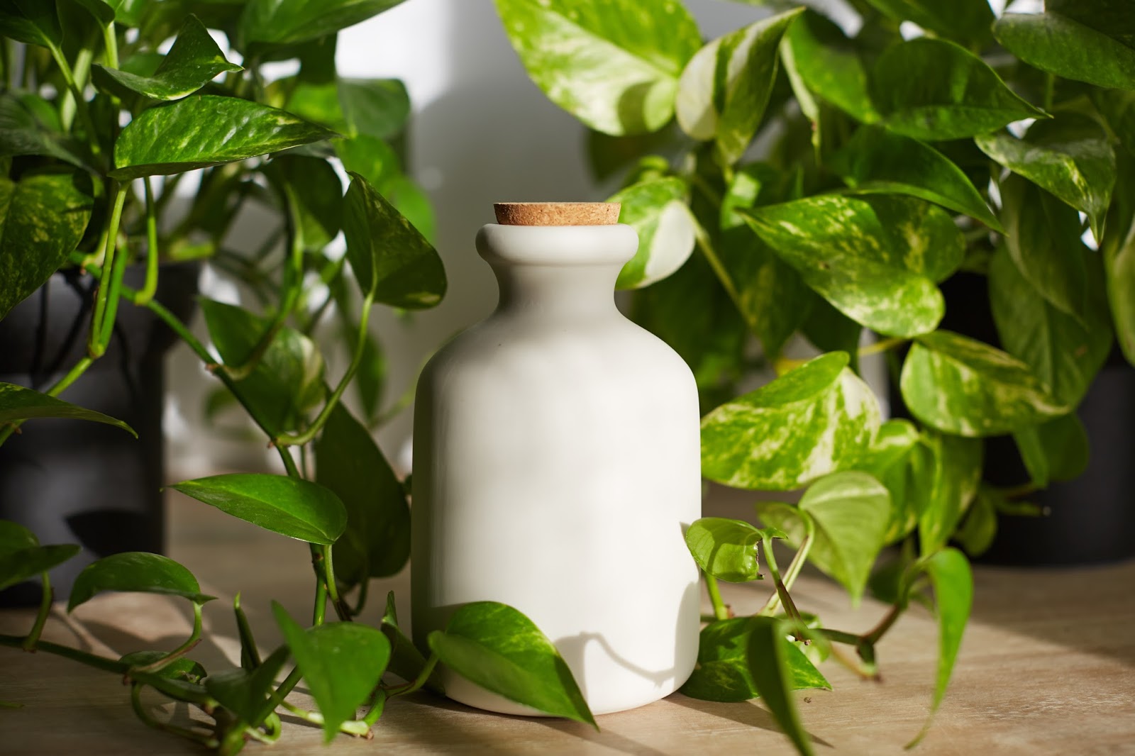 Easy Low Maintenance House Plants Easy Low Maintenance House Plants golden pothos hellolindasau