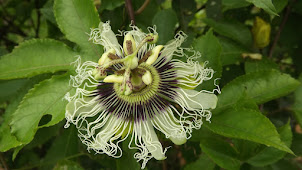 Flor do maracujá nativo da Floresta Atlântica