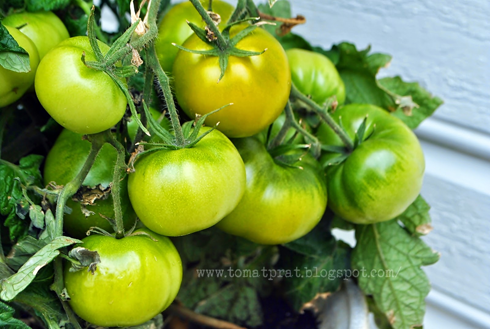 Talkin� Tomatoes with Helene Lime Green Salad