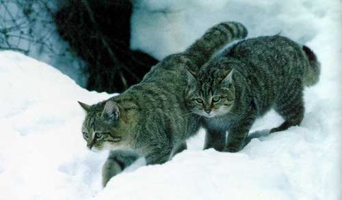 [PUNIQRANDLINE-(au-dating-names.txt) 43 Кавказский лесной кот доклад 4552