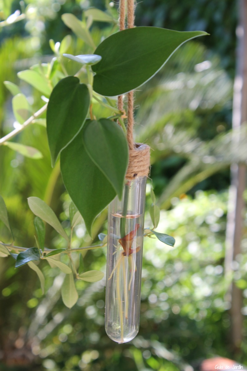 Plantas para cultivar en agua Philodendro