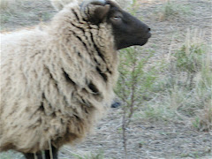 Shetland Sheep Rams and Ewes