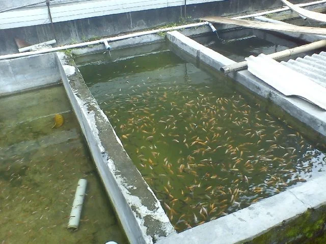 Wadah Budidaya Ikan Nila