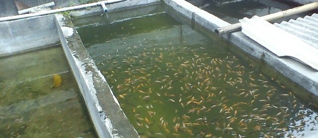 Budidaya Ikan Nila di Kolam Beton