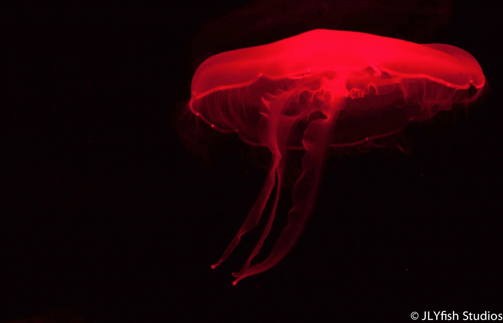 Home Is Where The Car Is