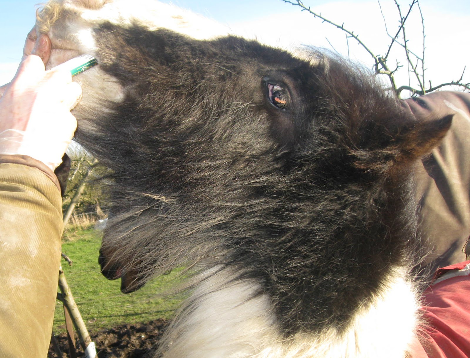 Adversity a Pony's Tale Deworming the abandoned foal