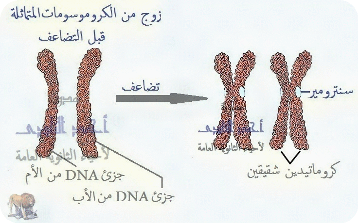 تضاعف الحمض النووى ديؤكسى ريبوز dna - تكثيف dna