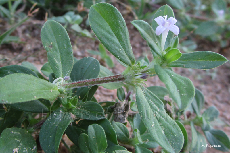 Spermacoce Hispida Shaggy Button Weed Flowers Of Tamilnadu spermacoce-hispida-shaggy-button-weed-flowers-of-tamilnadu