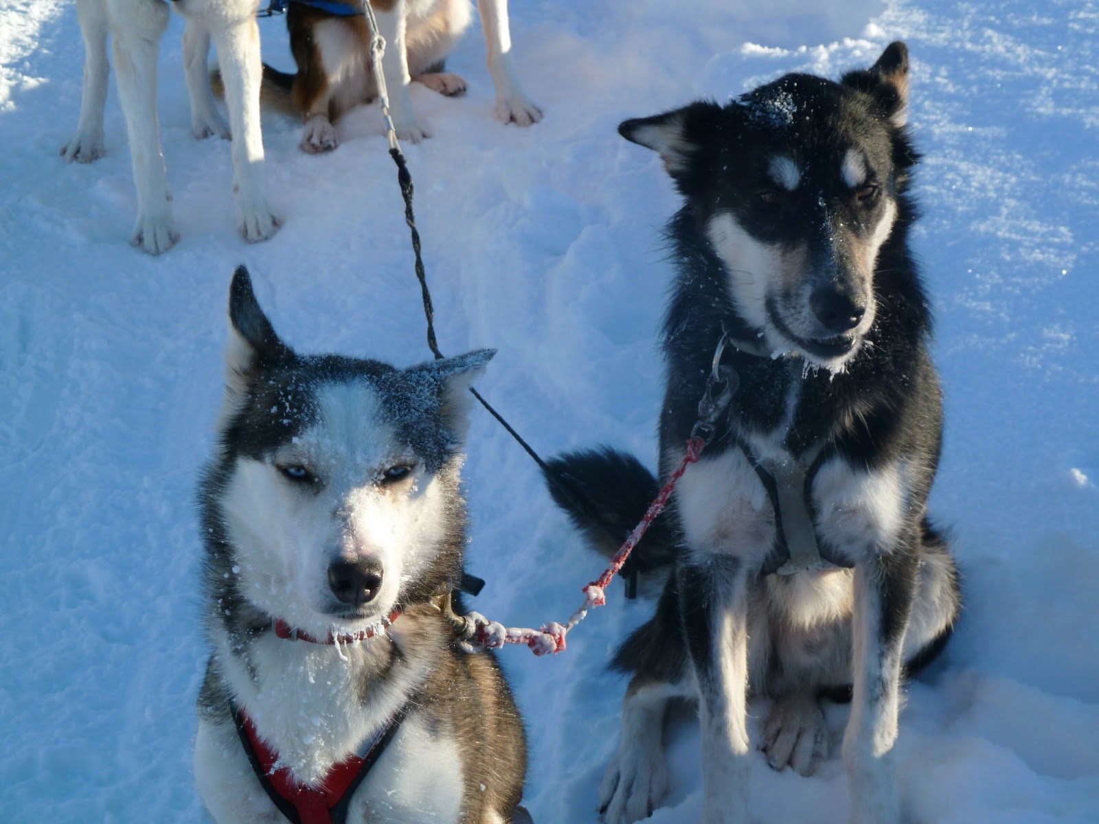 Sledging With Huskies In Swedish Lapland 