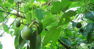 Manfaat Daun Alpukat Manfaat Daun Alpukat