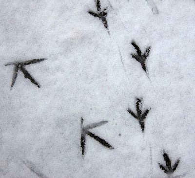bird tracks in the snow wildlife tracking