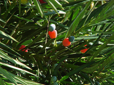 PODOCARPUS MACROPHYLLUS ( BUDDHIST PINE) PODOCARPUS MACROPHYLLUS ( BUDDHIST PINE) image