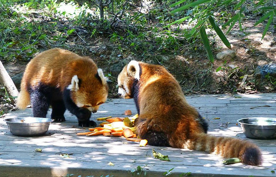 panda rosso chengdu cina