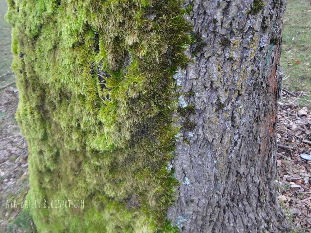 A tree that's covered in moss on one side